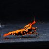 Boa Orange