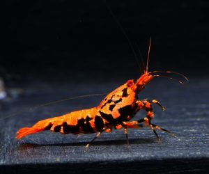 Boa Orange