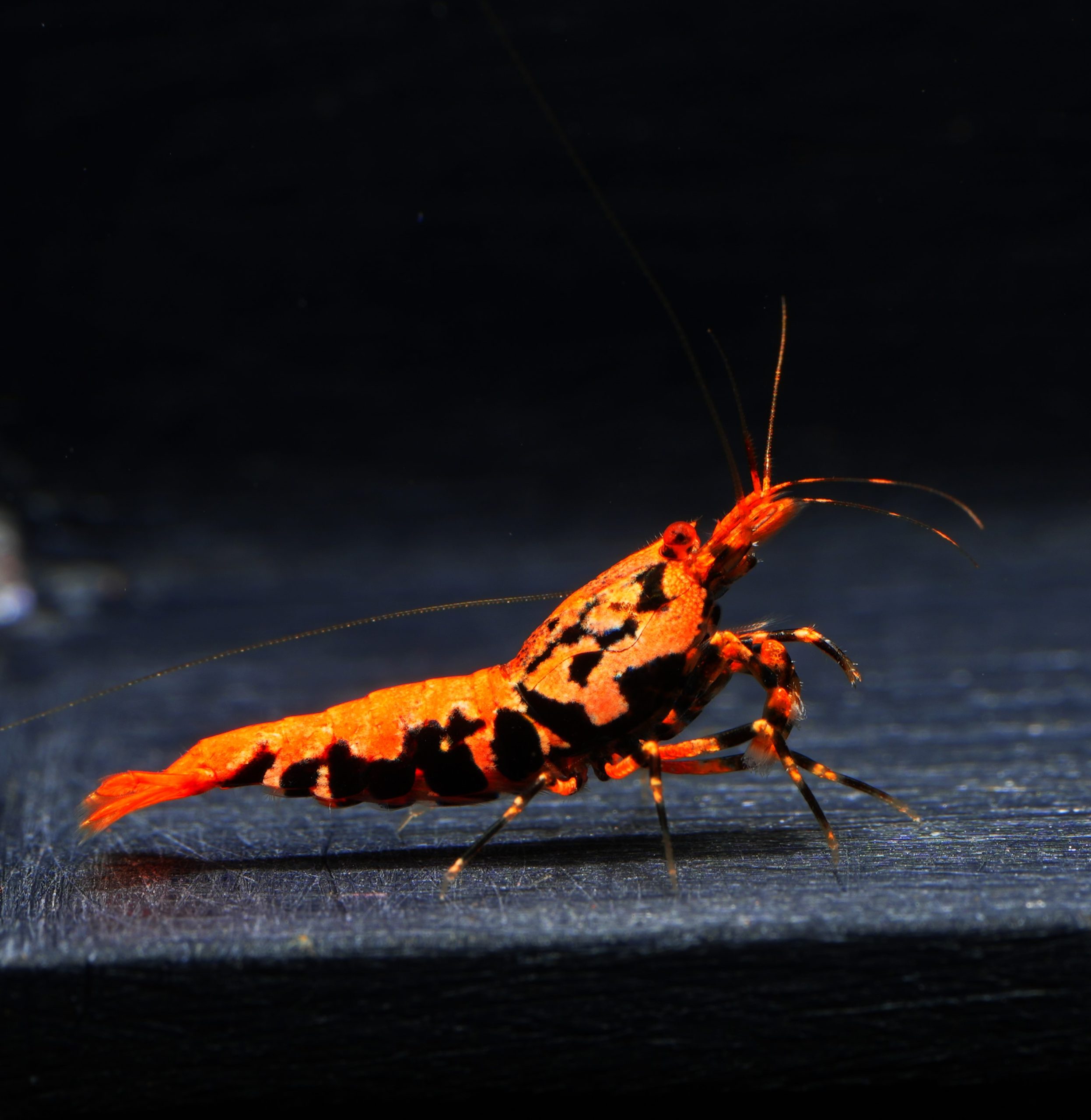 Boa Orange