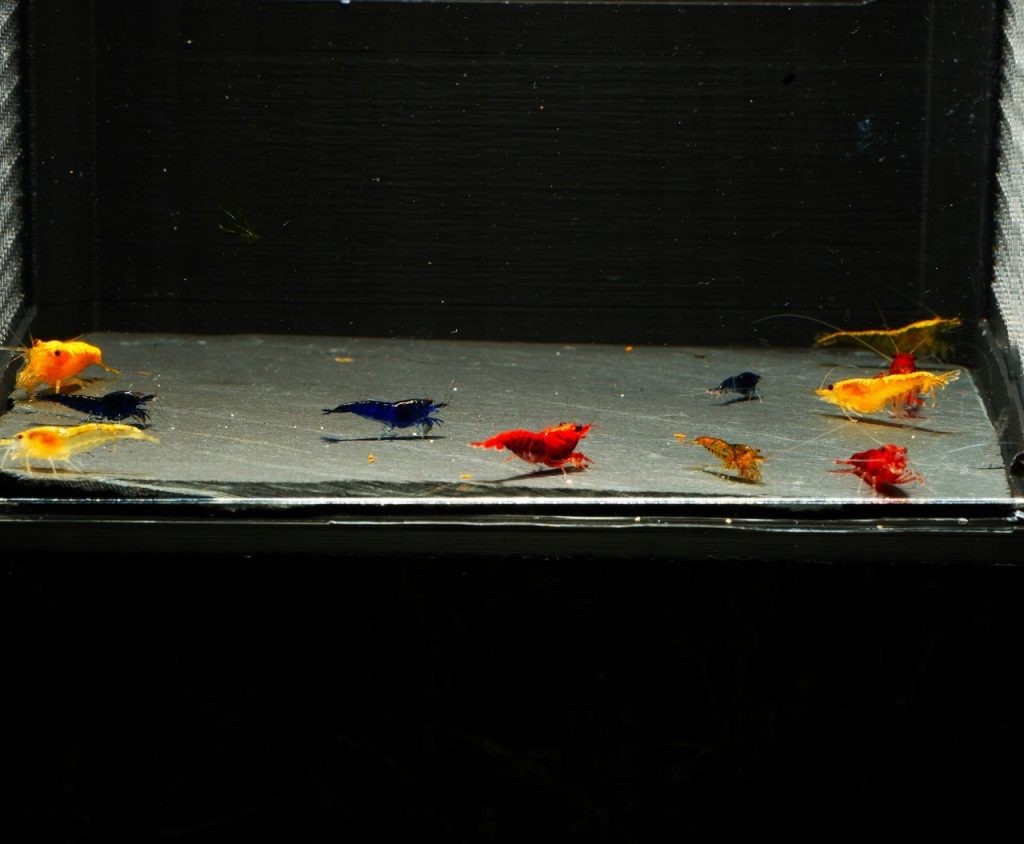 Neocaridina "Skittles" - Mix Kolorów - 10 sztuk
