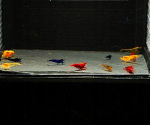 Neocaridina "Skittles" - Mix Kolorów - 10 sztuk