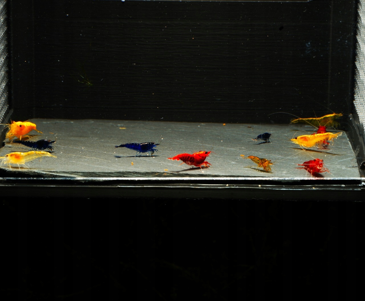 Neocaridina "Skittles" - Mix Kolorów - 10 sztuk