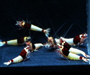Taiwan Bee Red Mosura