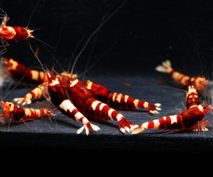 Red Nanashi