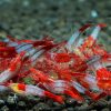 Red Rili - obrazek 4