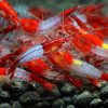 Red Rili - obrazek 2