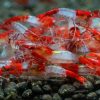 Red Rili - obrazek 3