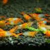 Orange Rili do akwarium roślinnego