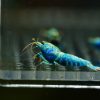 Taiwan Bee Blue Bolt
