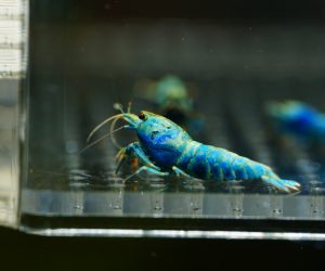 Taiwan Bee Blue Bolt