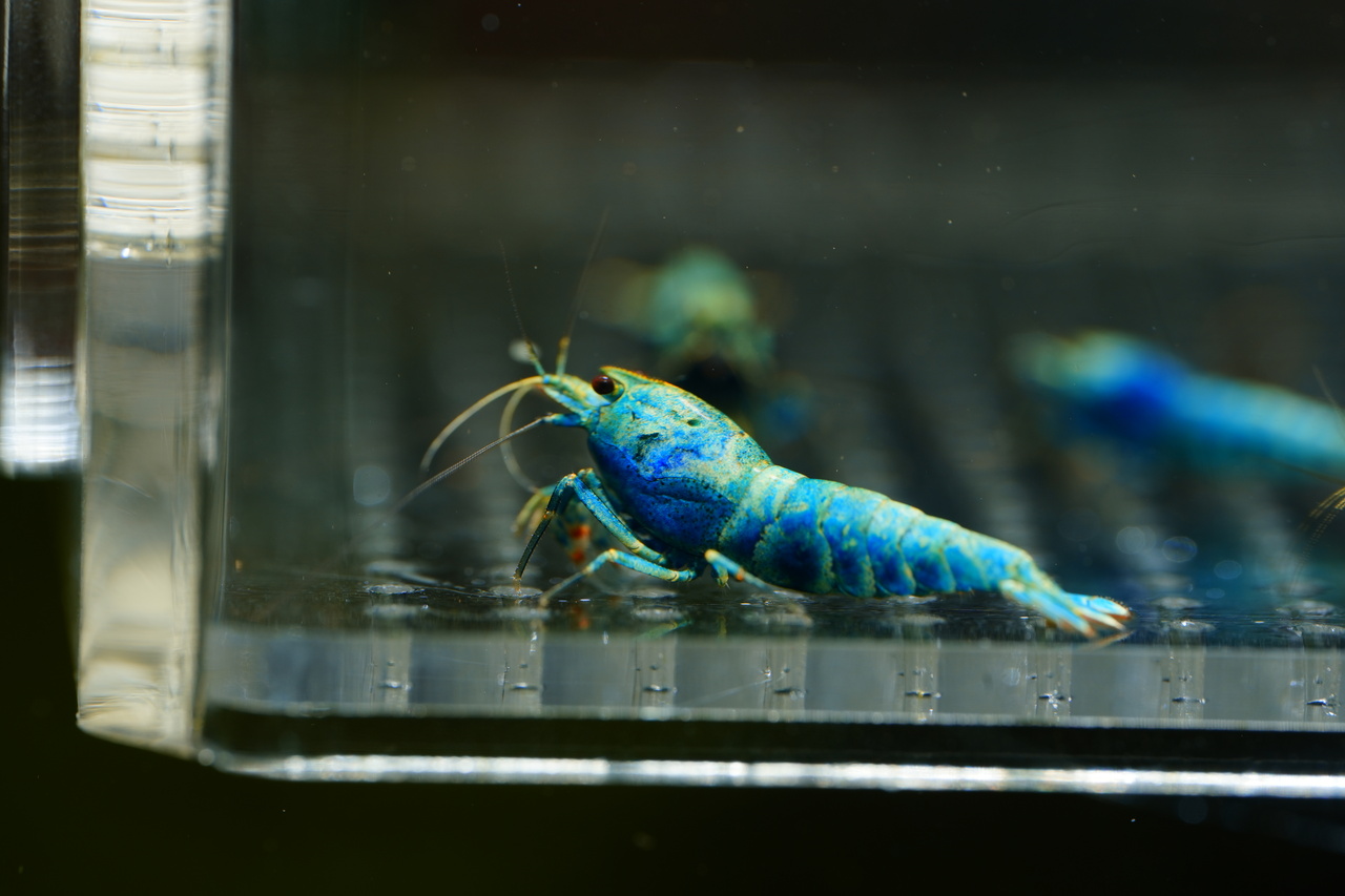 Taiwan Bee Blue Bolt