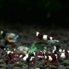 Taiwan Bee Wine Red Premium - obrazek 2