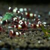 Taiwan Bee Wine Red Premium - obrazek 3