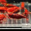 Krewetka Bloody Mary (Neocaridina davidi)