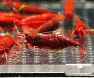 Krewetka Bloody Mary (Neocaridina davidi)