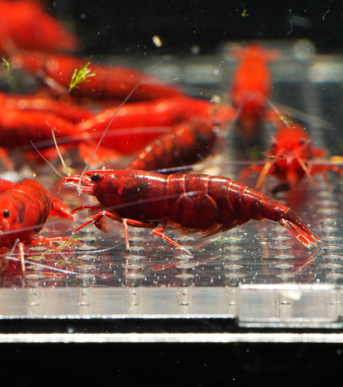Krewetka Bloody Mary (Neocaridina davidi)