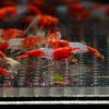 Red Rili (Neocaridina davidi)