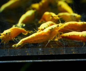 Yellow Fire (Neocaridina davidi)