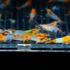 Orange Rili - obrazek 2