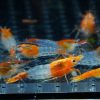 Orange Rili (Neocaridina davidi)