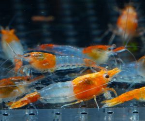 Orange Rili (Neocaridina davidi)