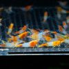 Orange Rili - obrazek 3
