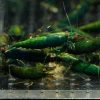 Green Jade - obrazek 3