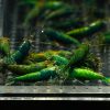 Green Jade - obrazek 2