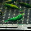 Green Jade (Neocaridina davidi)