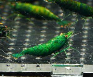 Green Jade (Neocaridina davidi)