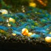 Blue Jelly - obrazek 3