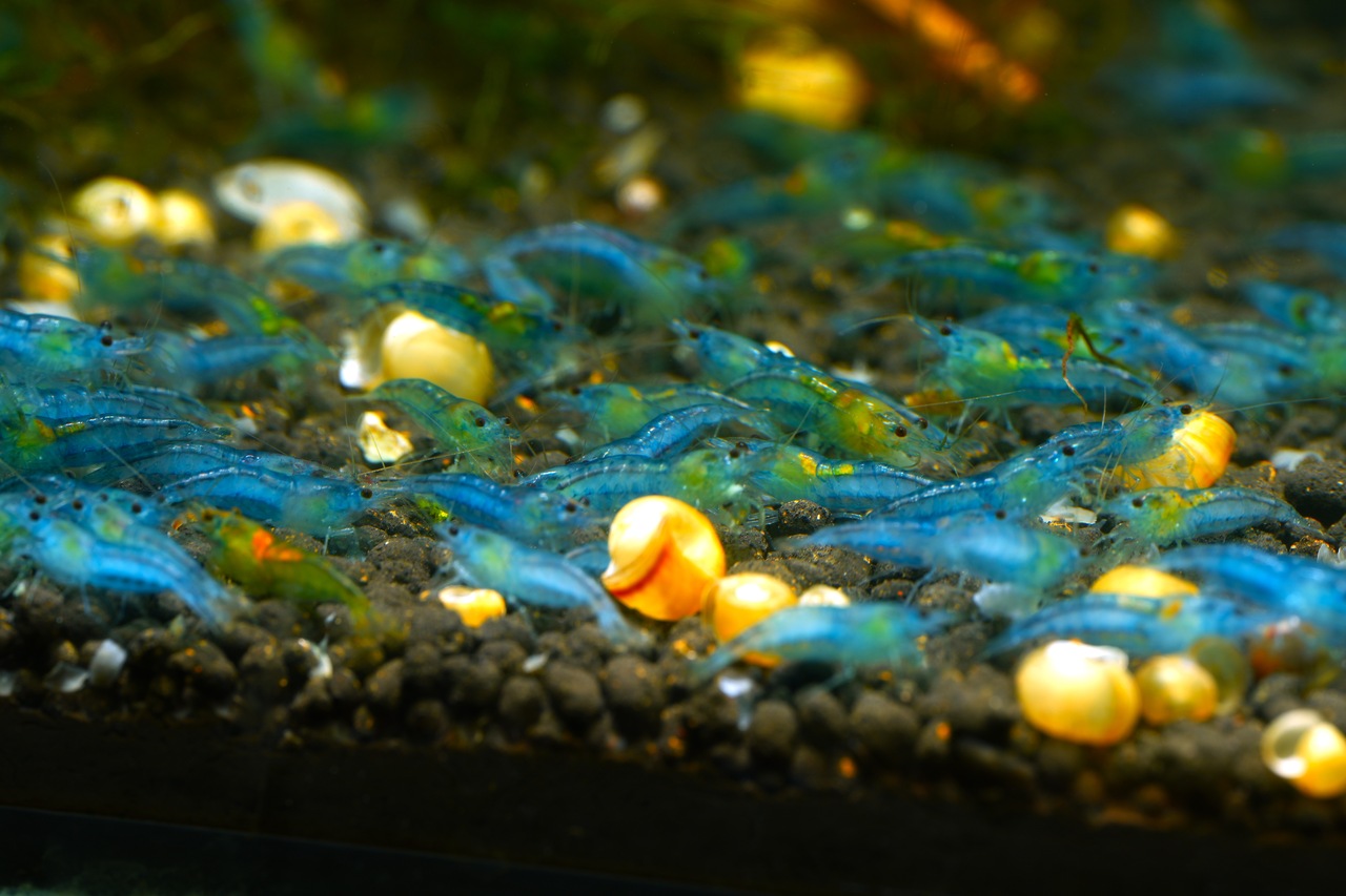 Blue Jelly - obrazek 3