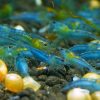 Blue Jelly