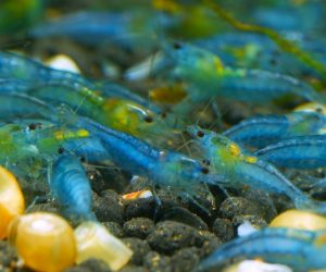 Zestaw 10 szt. Blue Jelly