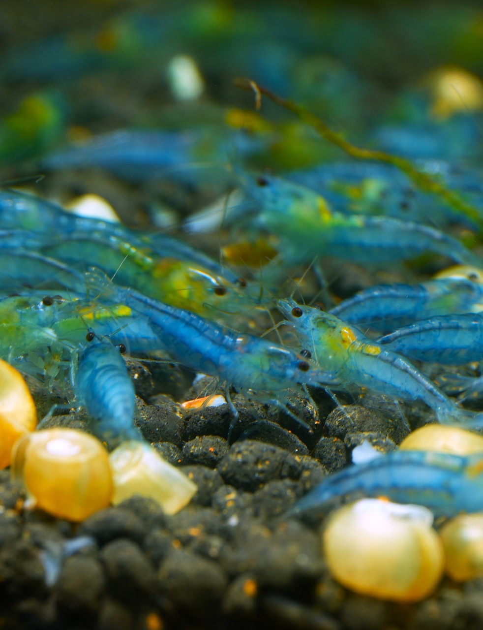 Blue Jelly