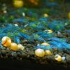 Blue Jelly - obrazek 2