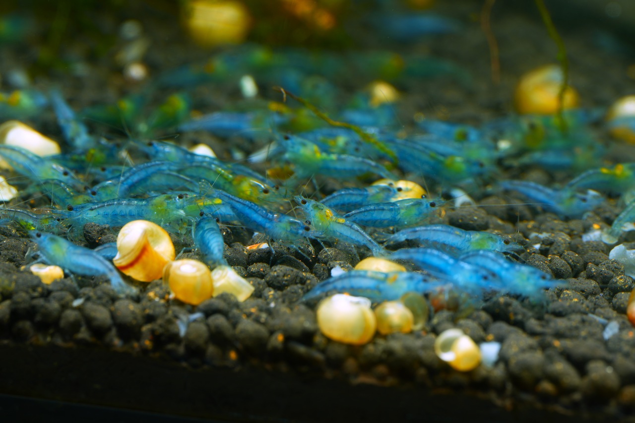 Blue Jelly - obrazek 2