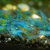 Blue Jelly (Neocaridina davidi)