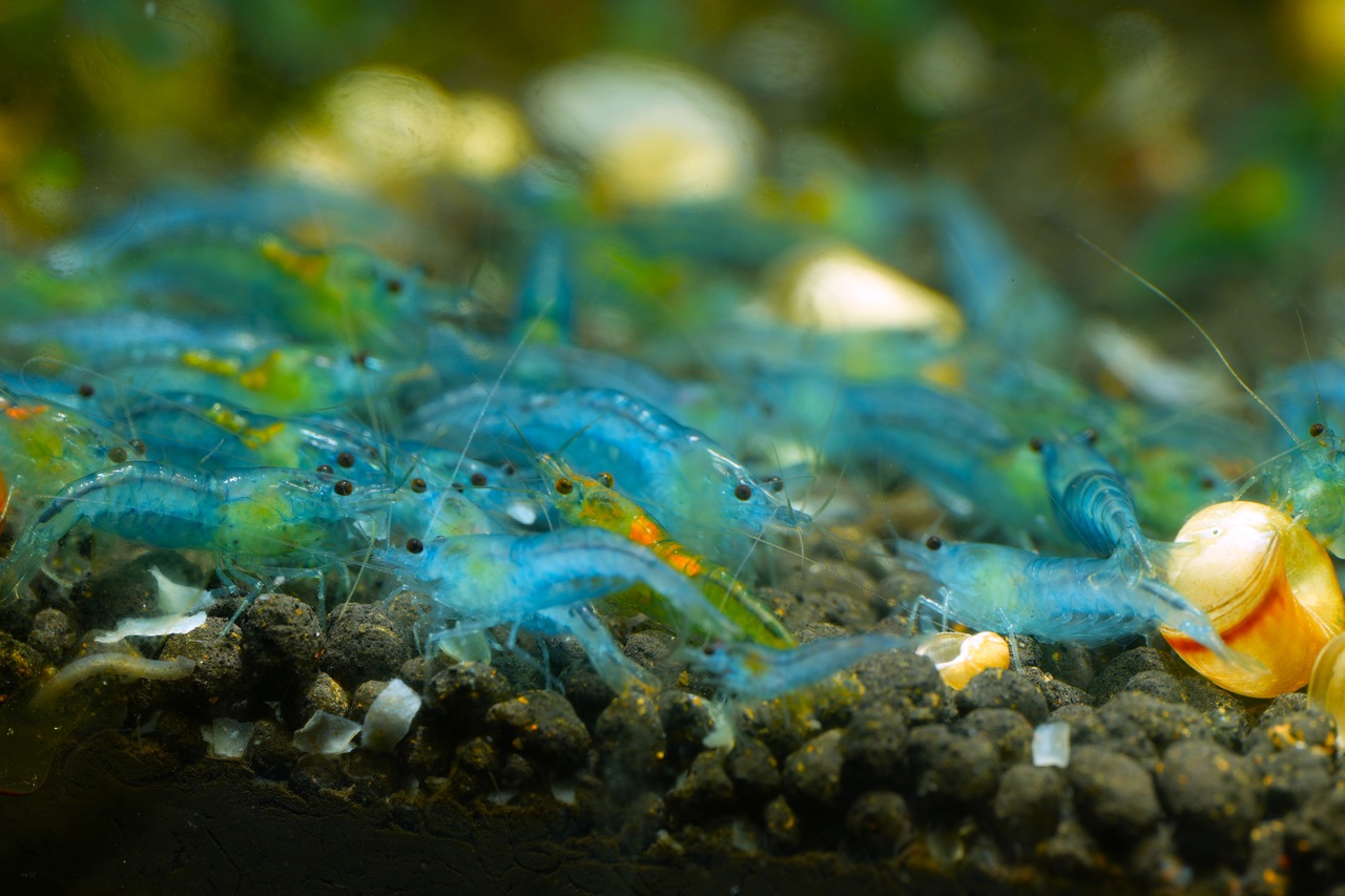 Blue Jelly (Neocaridina davidi)