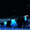 Blue Panda Taiwan Bee / Shadow Bee