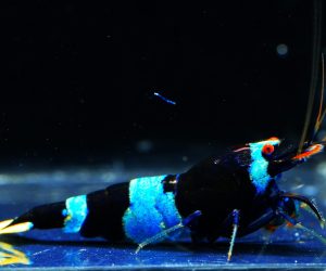 Blue Panda Taiwan Bee / Shadow Bee