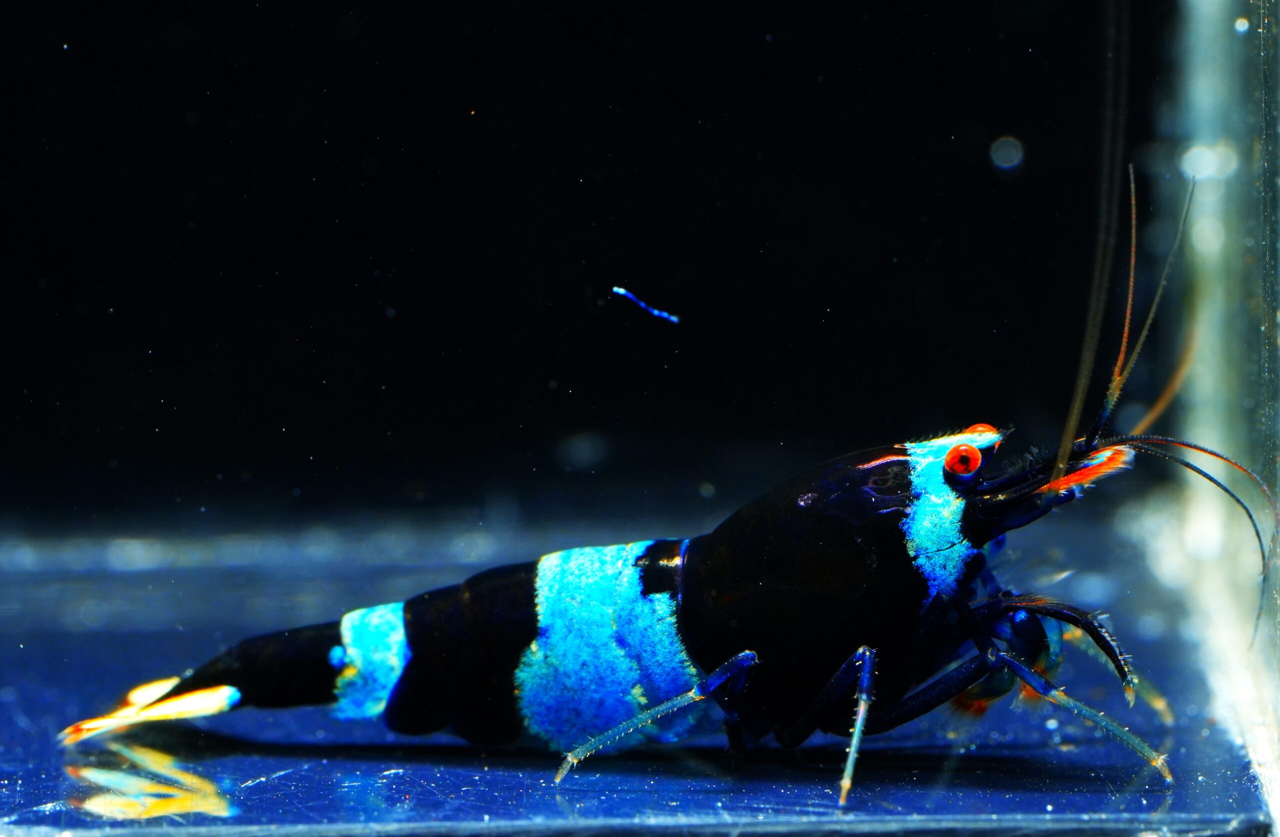 Blue Panda Taiwan Bee / Shadow Bee
