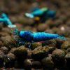 Deep Blue Bolt Taiwan Bee