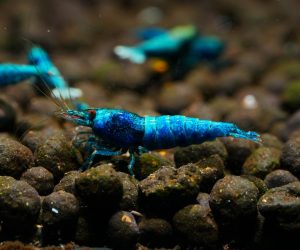 Deep Blue Bolt Taiwan Bee