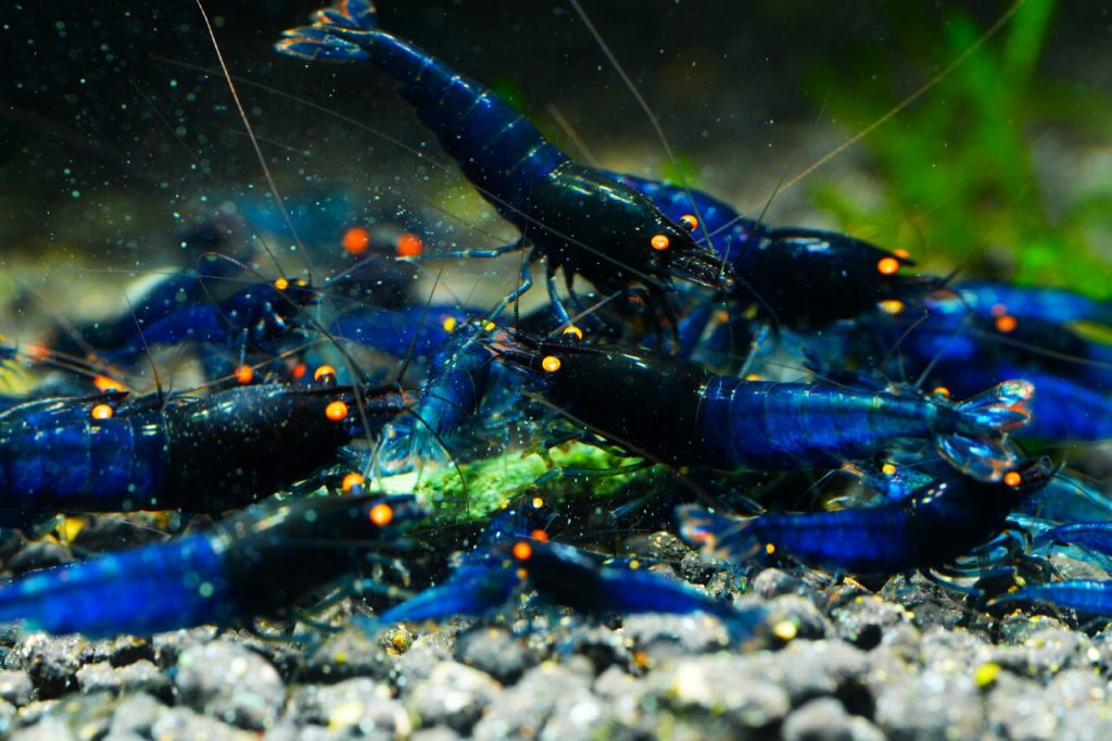 Blue Devil OE