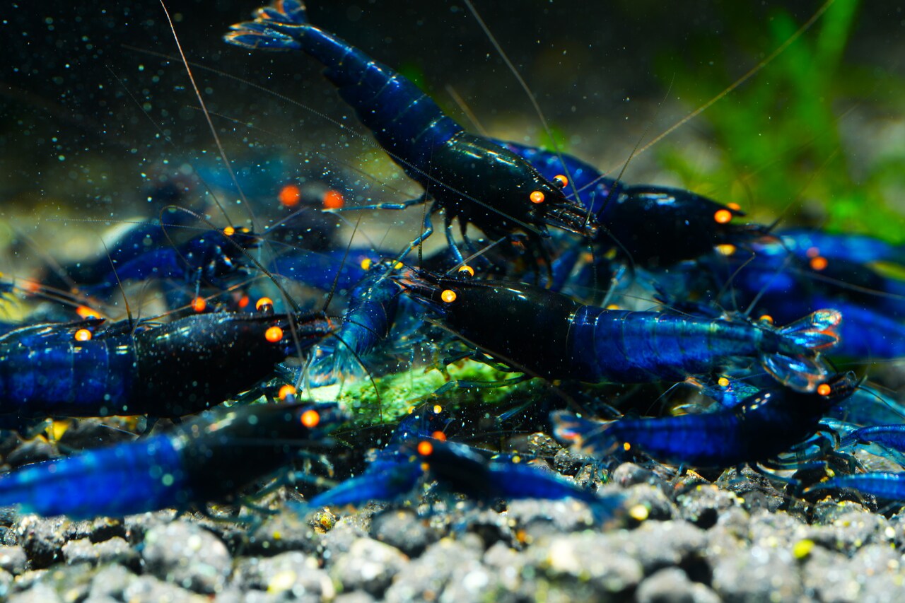 Blue Devil OE