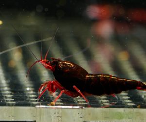 Taiwan Bee King Kong Dark Red/Red Ruby