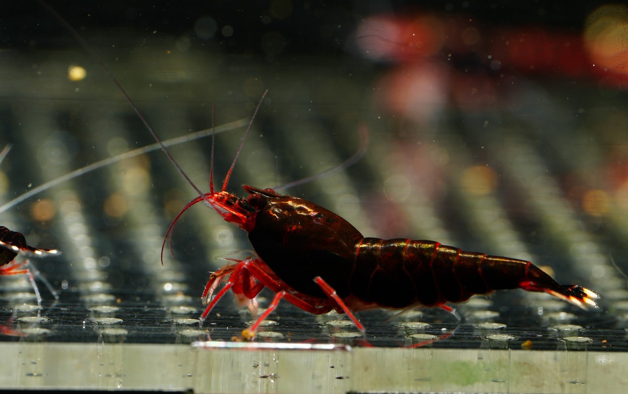 Taiwan Bee King Kong Dark Red/Red Ruby