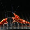 Red Galaxy Snowflake – Caridina cantonensis G3