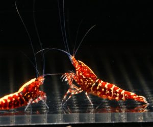 Red Galaxy Snowflake – Caridina cantonensis G3